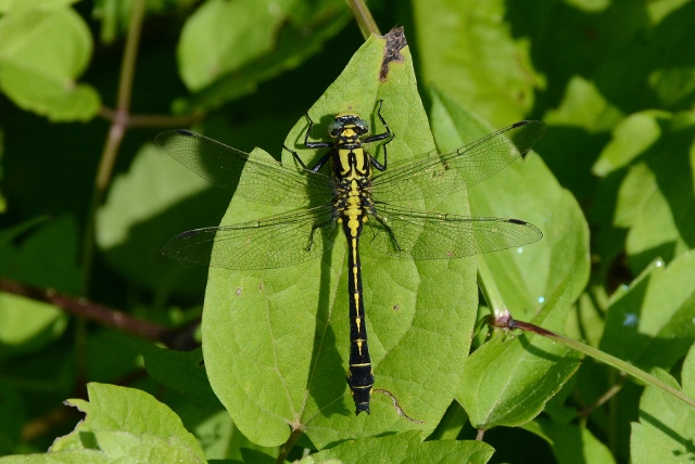 Gomphus vulgatissimus? s!